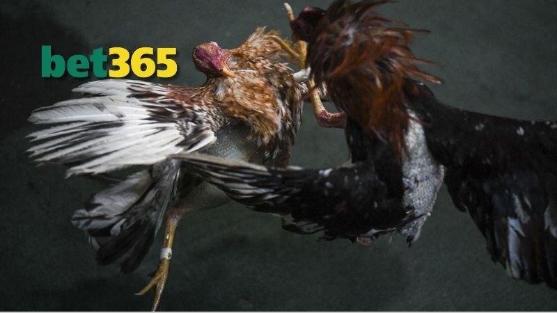 BET365 – Nền Tảng Lâu Đời Và Đáng Tin Cậy