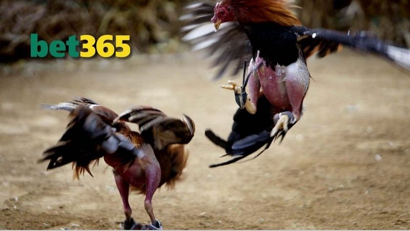 BET 365 – Nhà Cái Cá Cược Đa Dạng