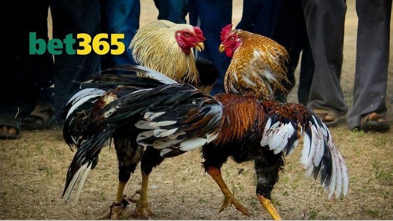 BET365.com – Nơi Tập Trung Giải Thưởng Hấp Dẫn