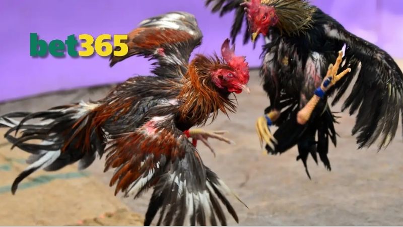 Đặc điểm về ngoại hình của giống gà vảy rồng