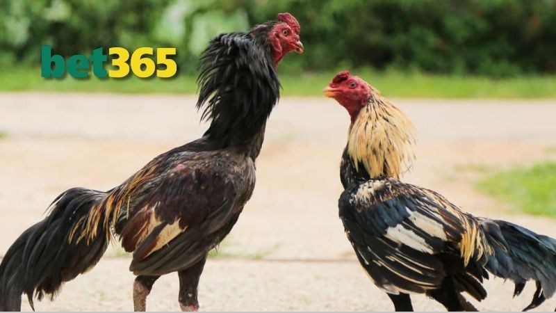 Thể chất và động lực của gà