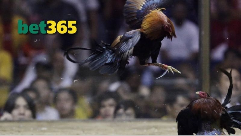 Màu sắc và hoa văn trên lông