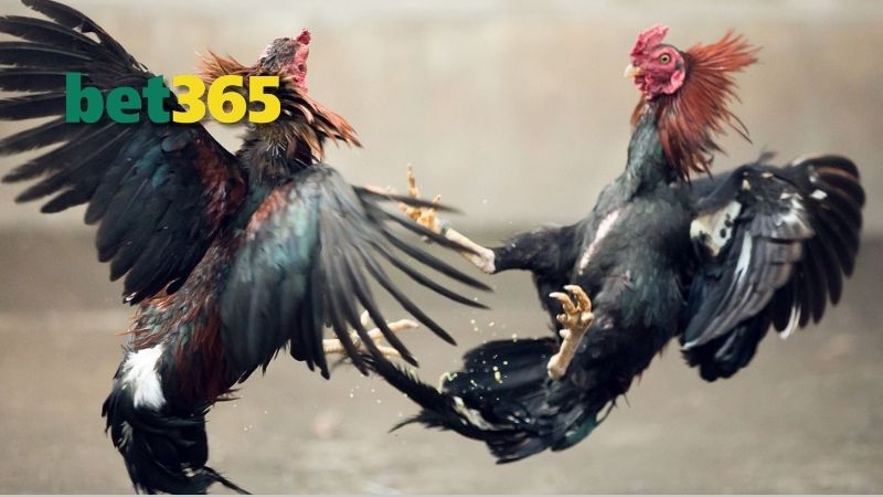 cach-chon-ga-vay-rong