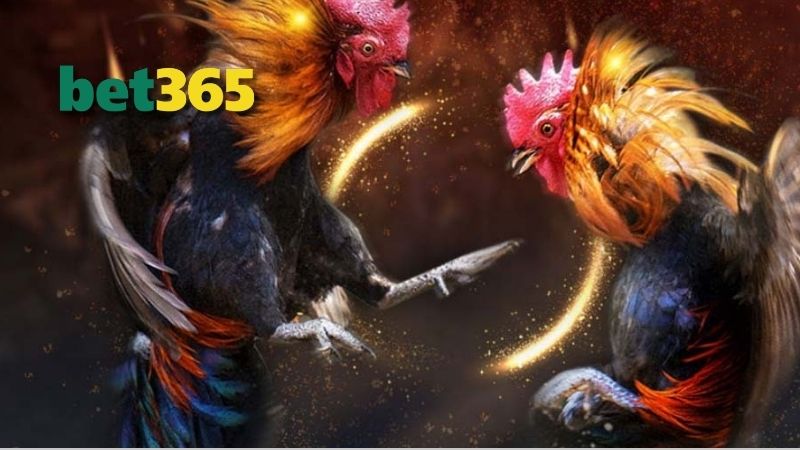 Giới Thiệu Về Coi Ngày Đá Gà