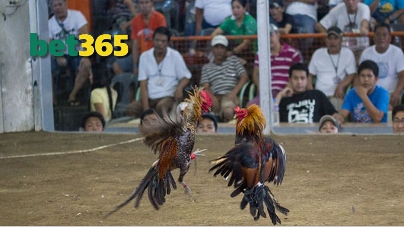 Những Phương Diện Của Coi Ngày Đá Gà