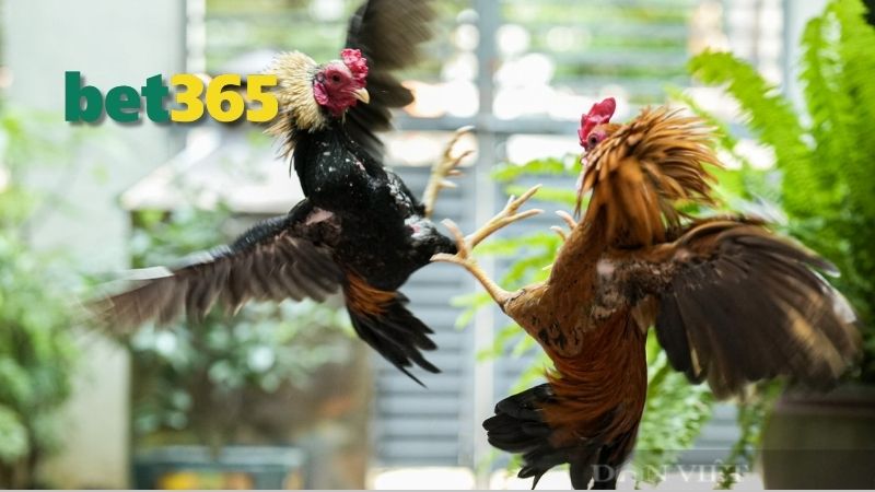 Ngày Tốt Và Xấu