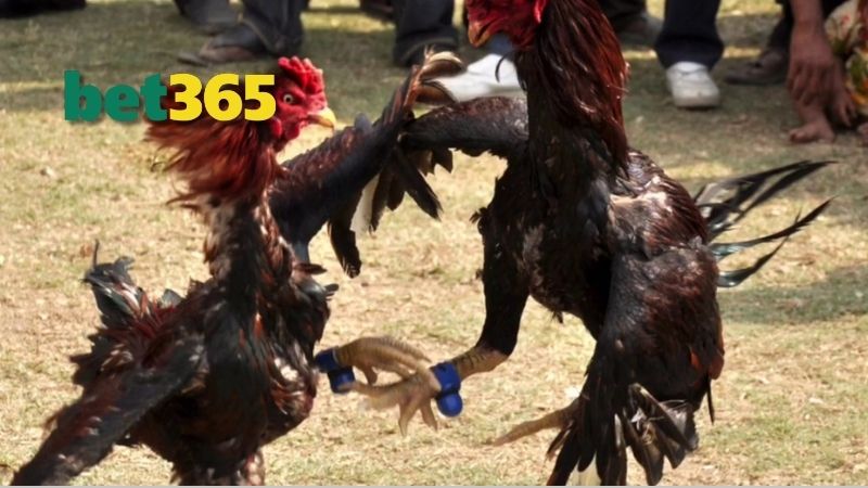 Tại sao chọn ĐÁ GÀ BET365?