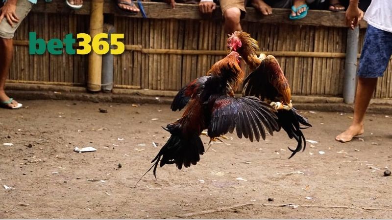 Các sự kiện và giải đấu nổi bật xuất hiện ở tại ĐÁ GÀ BET365