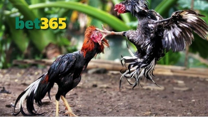 Những loại hình cược phổ biến có mặt ở trong ĐÁ GÀ BET365