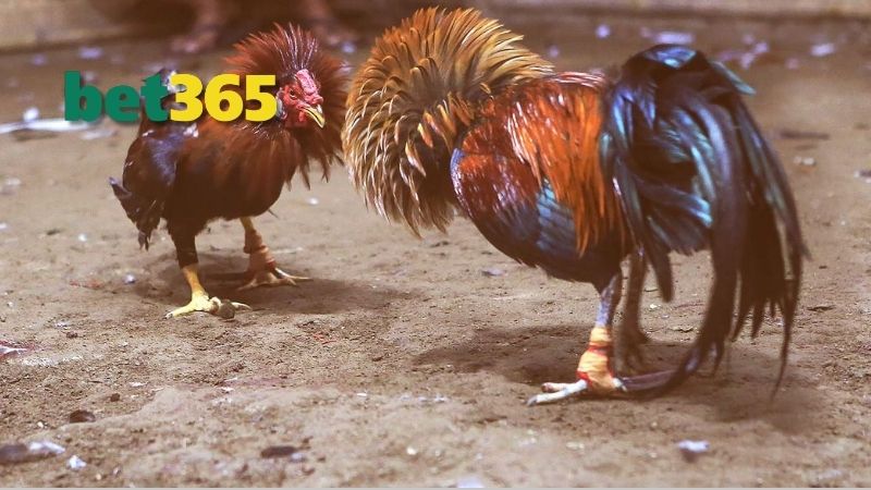 Luật chơi và phong cách đấu