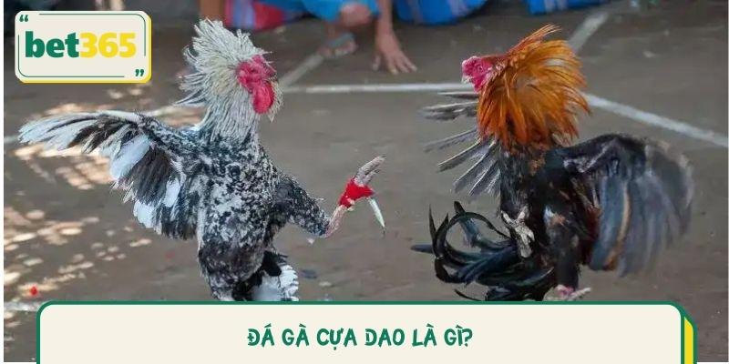 Đá gà cựa dao Là Gì?