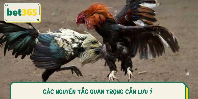 Các Nguyên Tắc Quan Trọng Cần Lưu Ý Khi Tham Gia Đá gà cựa dao